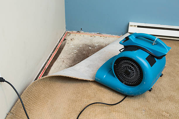 Best Mold removal after water damage  in St Georges, DE